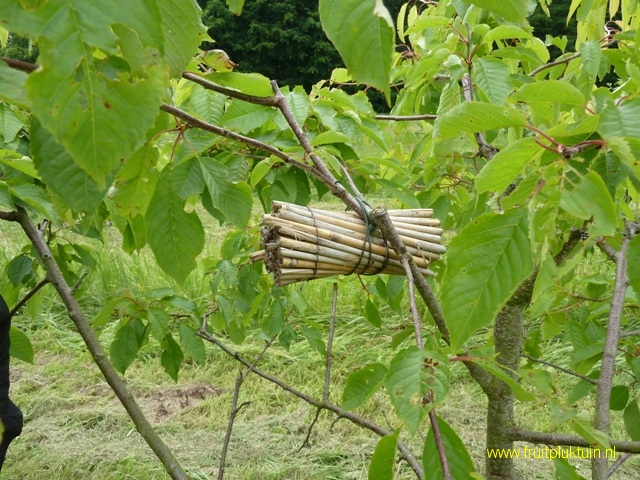 Bundel bamboe als nestelplaats voor de wilde bij